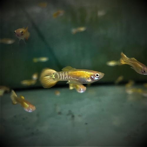Poecilia ret.   Guppy endler copper L